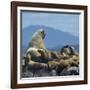 Steller Sea Lion (Eumetopias Jubatus) Male And Female With Colony, British Columbia, Canada, June-Loic Poidevin-Framed Photographic Print