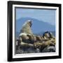 Steller Sea Lion (Eumetopias Jubatus) Male And Female With Colony, British Columbia, Canada, June-Loic Poidevin-Framed Photographic Print