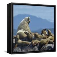 Steller Sea Lion (Eumetopias Jubatus) Male And Female With Colony, British Columbia, Canada, June-Loic Poidevin-Framed Stretched Canvas