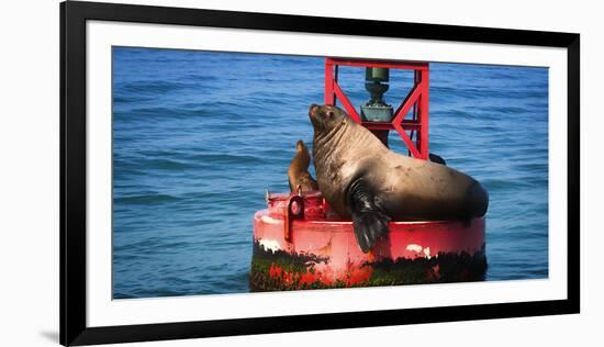 Steller sea lion, Eumetopias Jubatus, on harbor buoy, Ventura, California, USA-Russ Bishop-Framed Photographic Print