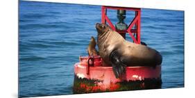 Steller sea lion, Eumetopias Jubatus, on harbor buoy, Ventura, California, USA-Russ Bishop-Mounted Photographic Print