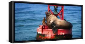 Steller sea lion, Eumetopias Jubatus, on harbor buoy, Ventura, California, USA-Russ Bishop-Framed Stretched Canvas