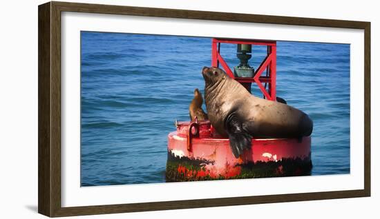 Steller sea lion, Eumetopias Jubatus, on harbor buoy, Ventura, California, USA-Russ Bishop-Framed Photographic Print