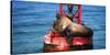 Steller sea lion, Eumetopias Jubatus, on harbor buoy, Ventura, California, USA-Russ Bishop-Stretched Canvas