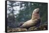 Steller Sea Lion in Alaska-null-Framed Stretched Canvas