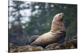 Steller Sea Lion in Alaska-null-Stretched Canvas