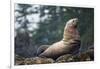 Steller Sea Lion in Alaska-null-Framed Photographic Print