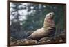 Steller Sea Lion in Alaska-null-Framed Photographic Print