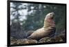 Steller Sea Lion in Alaska-null-Framed Photographic Print