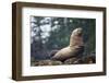 Steller Sea Lion in Alaska-null-Framed Photographic Print