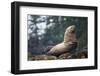 Steller Sea Lion in Alaska-null-Framed Photographic Print