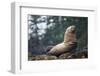 Steller Sea Lion in Alaska-null-Framed Photographic Print