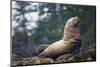 Steller Sea Lion in Alaska-null-Mounted Photographic Print