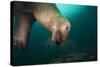 Steller Sea Lion Underwater-Paul Souders-Stretched Canvas