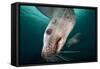 Steller Sea Lion Underwater-Paul Souders-Framed Stretched Canvas