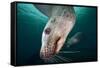 Steller Sea Lion Underwater-Paul Souders-Framed Stretched Canvas