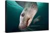 Steller Sea Lion Underwater-Paul Souders-Stretched Canvas