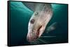 Steller Sea Lion Underwater-Paul Souders-Framed Stretched Canvas