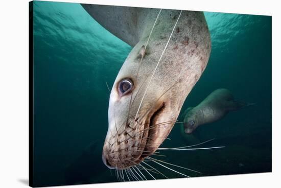 Steller Sea Lion Underwater-Paul Souders-Stretched Canvas
