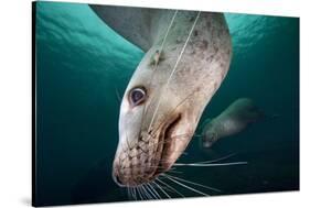 Steller Sea Lion Underwater-Paul Souders-Stretched Canvas