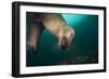 Steller Sea Lion Underwater-Paul Souders-Framed Photographic Print
