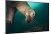Steller Sea Lion Underwater-Paul Souders-Mounted Photographic Print