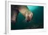 Steller Sea Lion Underwater-Paul Souders-Framed Photographic Print