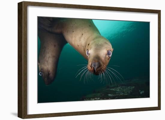 Steller Sea Lion Underwater-Paul Souders-Framed Photographic Print