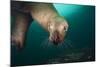 Steller Sea Lion Underwater-Paul Souders-Mounted Photographic Print