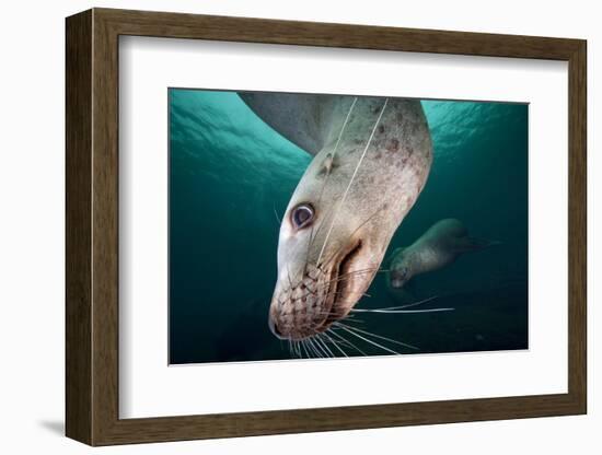 Steller Sea Lion Underwater-Paul Souders-Framed Photographic Print