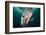 Steller Sea Lion Underwater-Paul Souders-Framed Photographic Print