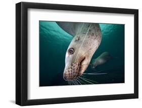 Steller Sea Lion Underwater-Paul Souders-Framed Photographic Print