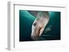 Steller Sea Lion Underwater-Paul Souders-Framed Photographic Print