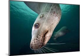 Steller Sea Lion Underwater-Paul Souders-Mounted Photographic Print