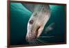 Steller Sea Lion Underwater-Paul Souders-Framed Photographic Print