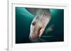 Steller Sea Lion Underwater-Paul Souders-Framed Photographic Print