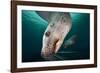 Steller Sea Lion Underwater-Paul Souders-Framed Photographic Print