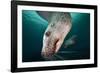 Steller Sea Lion Underwater-Paul Souders-Framed Photographic Print