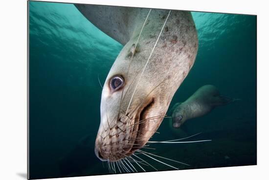 Steller Sea Lion Underwater-Paul Souders-Mounted Photographic Print