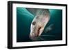 Steller Sea Lion Underwater-Paul Souders-Framed Photographic Print