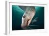 Steller Sea Lion Underwater-Paul Souders-Framed Photographic Print