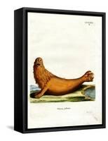 Steller Sea Lion-null-Framed Stretched Canvas
