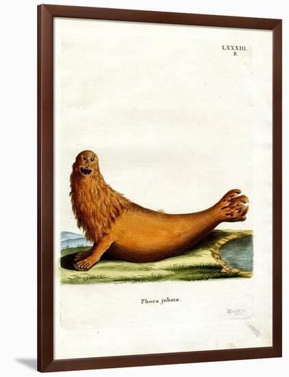 Steller Sea Lion-null-Framed Giclee Print