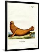 Steller Sea Lion-null-Framed Giclee Print