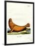 Steller Sea Lion-null-Framed Giclee Print