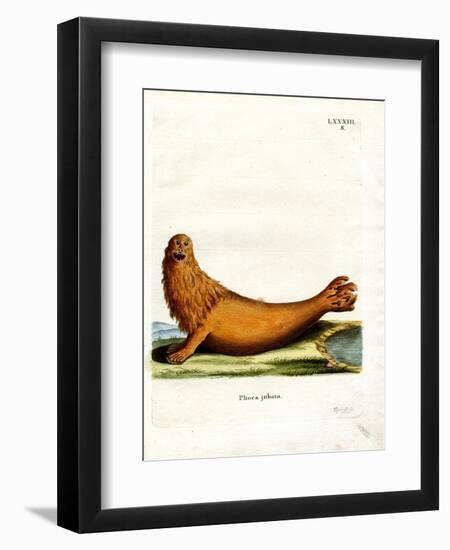 Steller Sea Lion-null-Framed Giclee Print