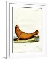 Steller Sea Lion-null-Framed Giclee Print