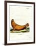 Steller Sea Lion-null-Framed Giclee Print