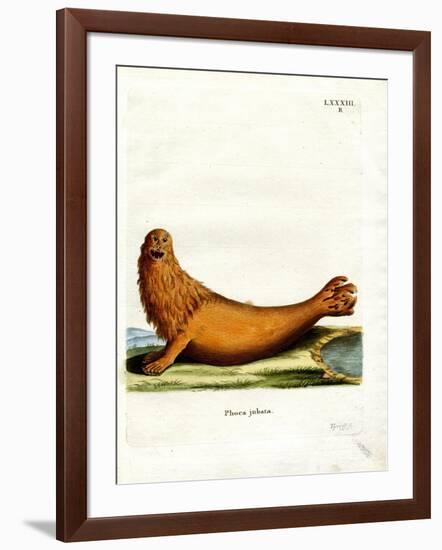 Steller Sea Lion-null-Framed Giclee Print