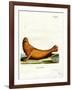 Steller Sea Lion-null-Framed Giclee Print